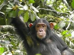 10-day gorilla package